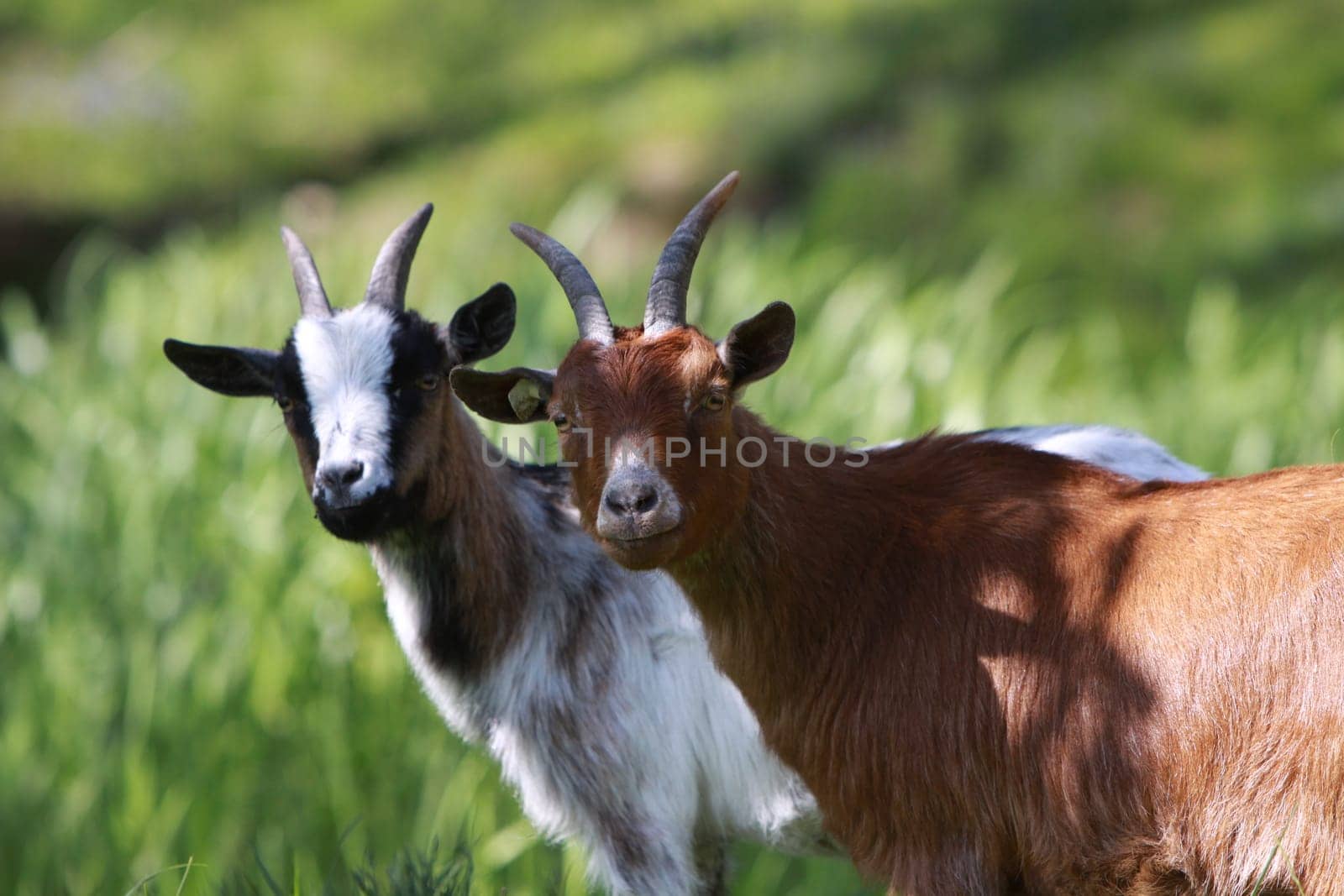 Domestic goat