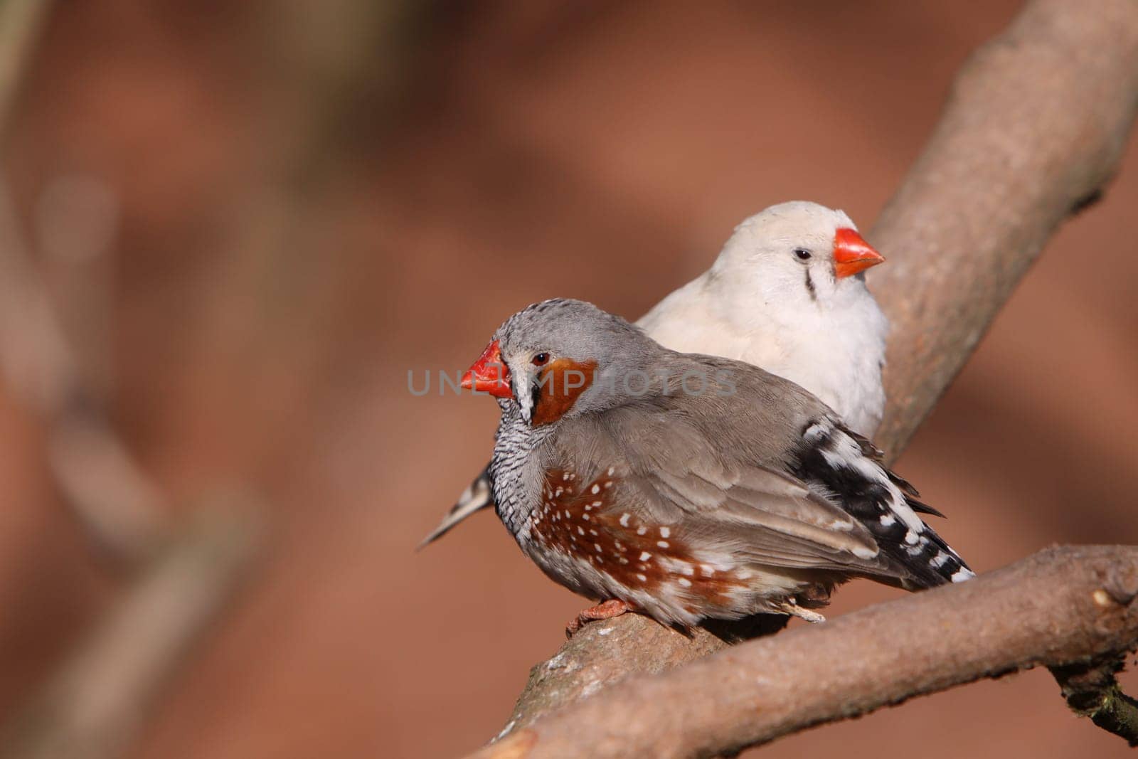 Zebra finches