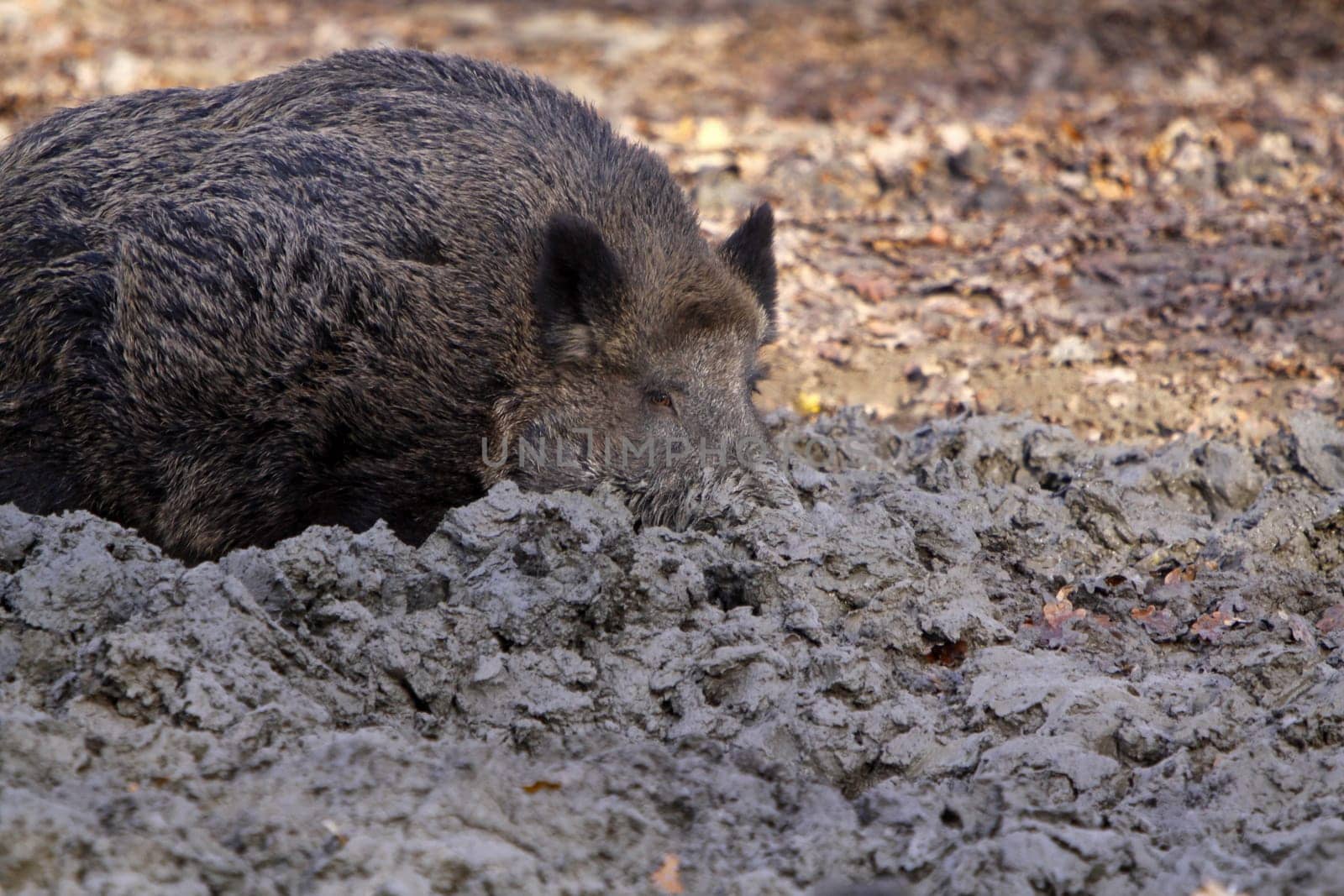 Wild boar burrowing in the mud