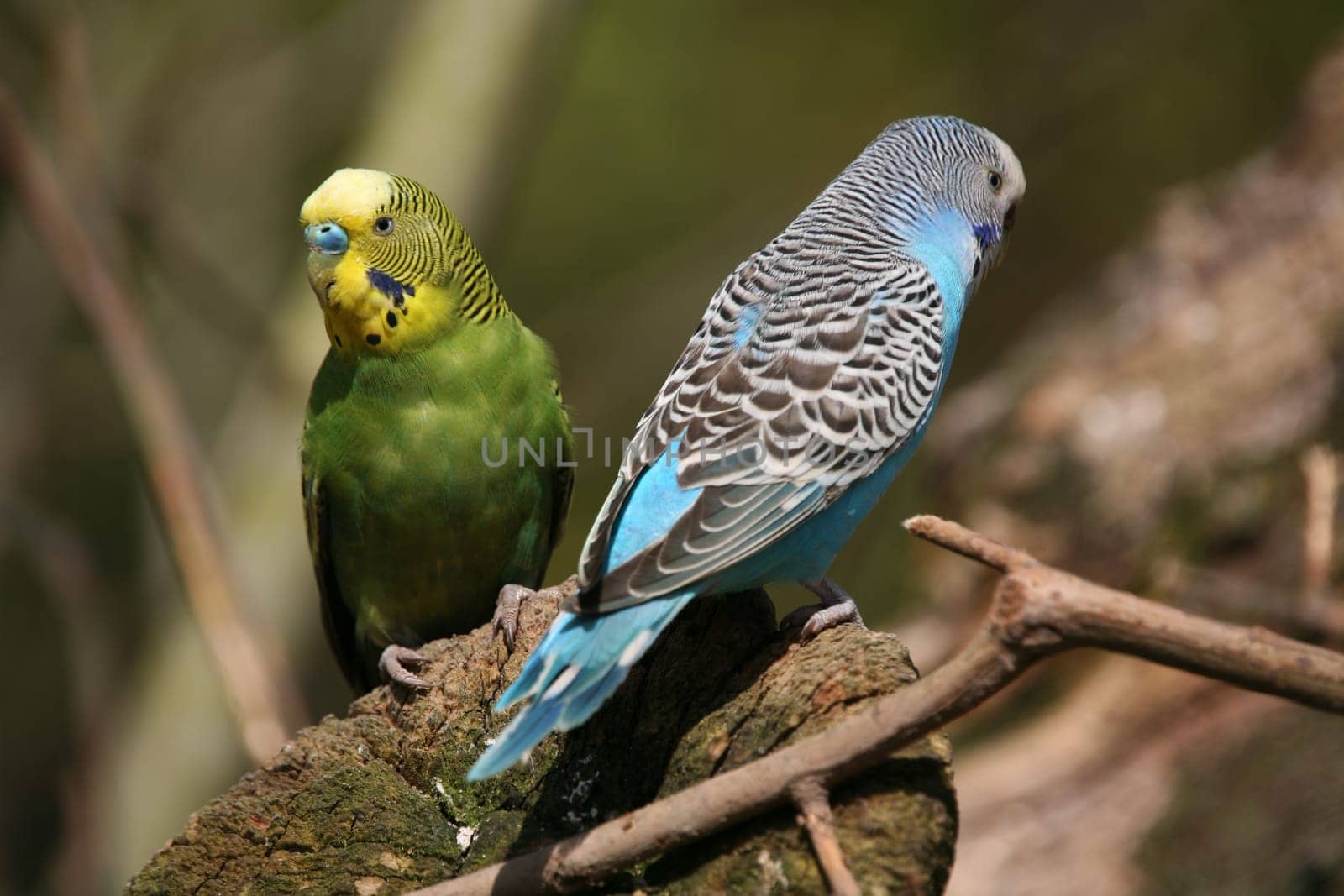 Budgies