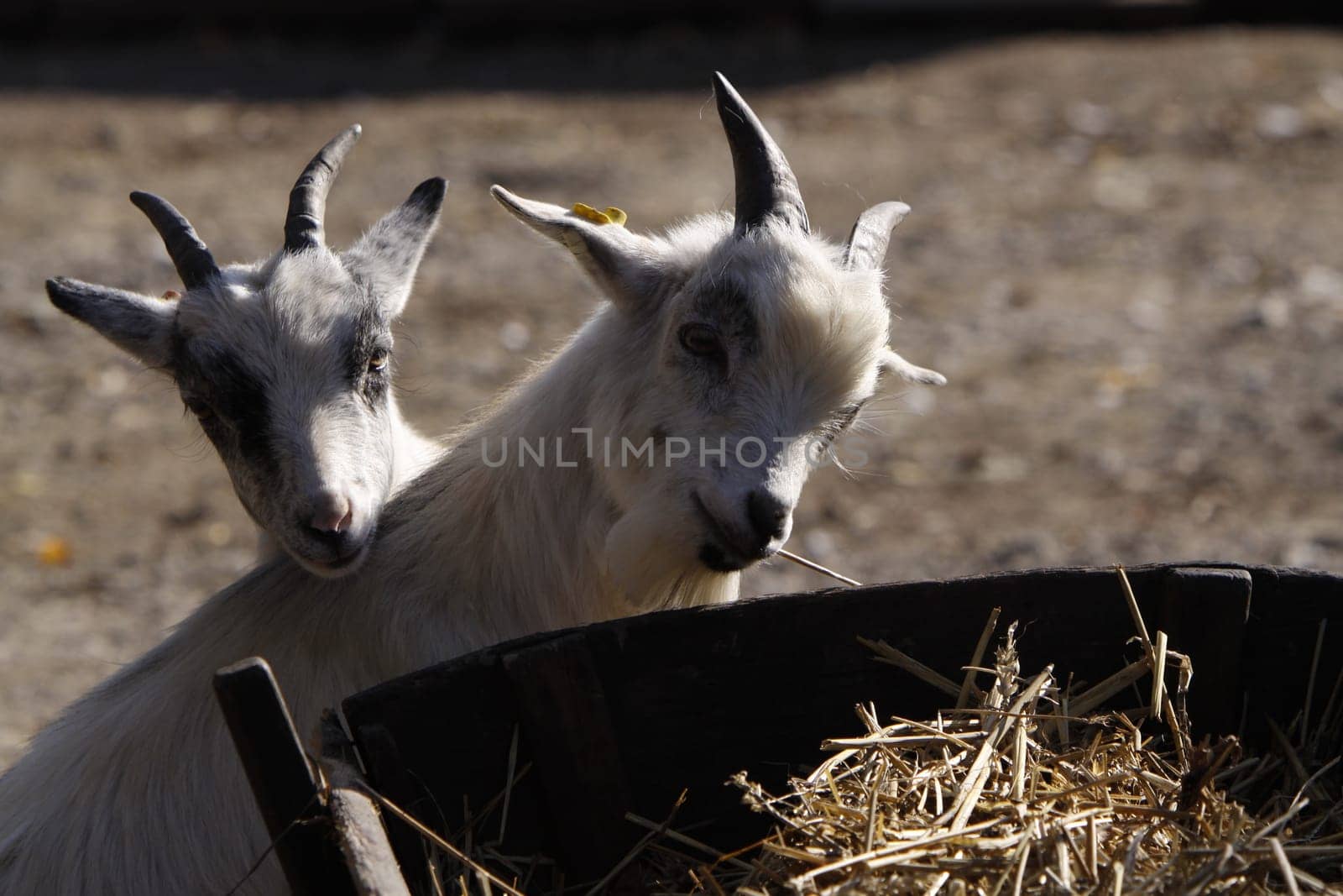 Two white goats on a straw wagon