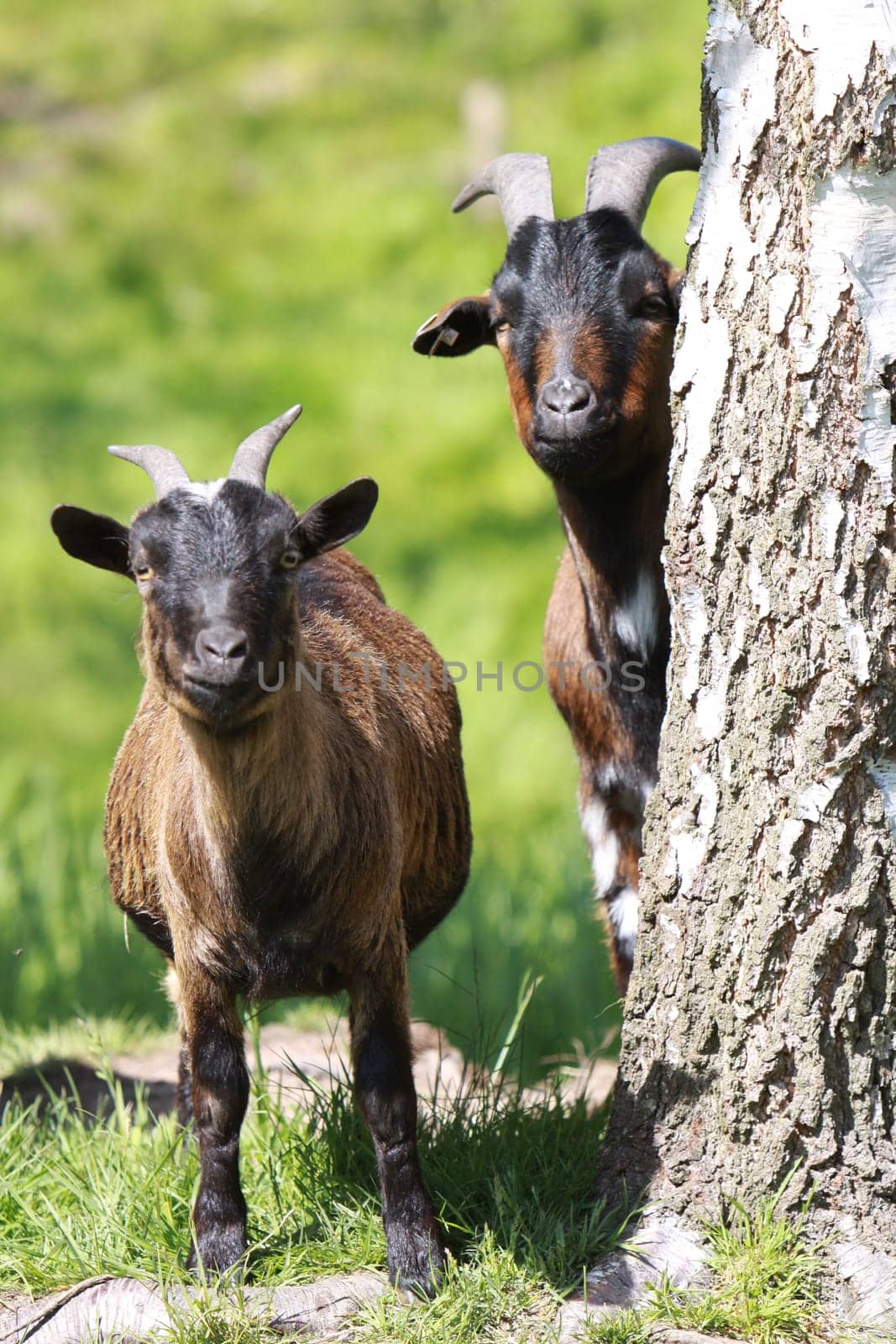 Domestic goat