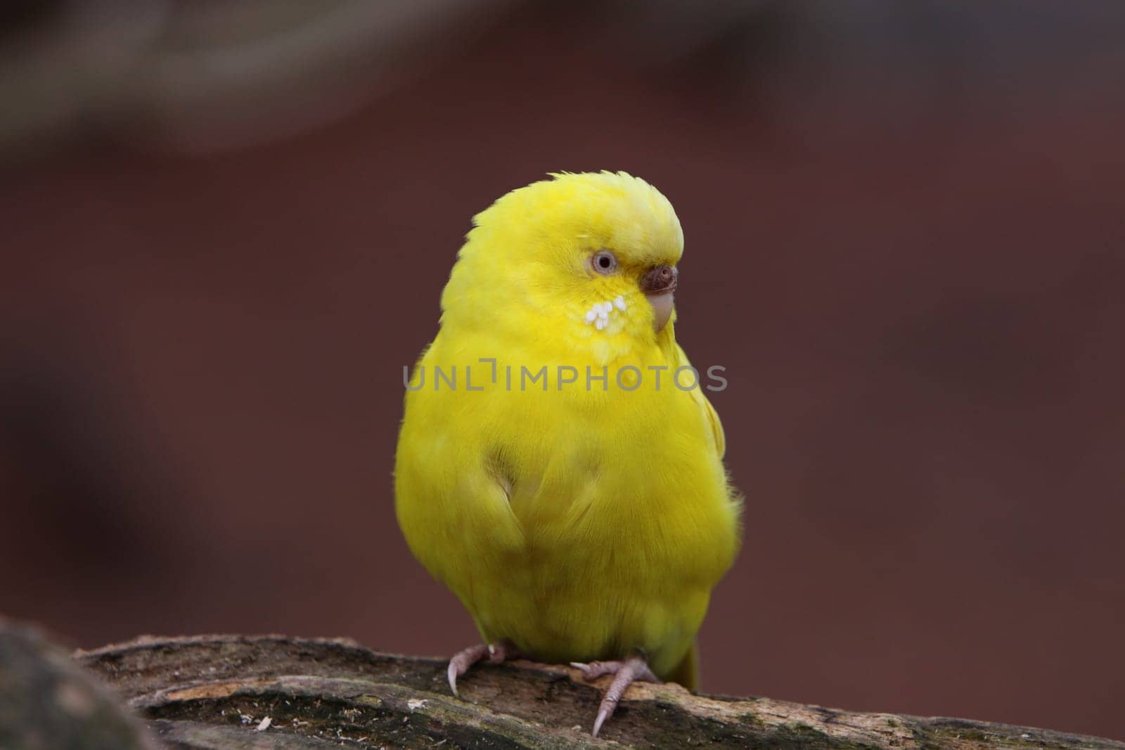 Budgerigar