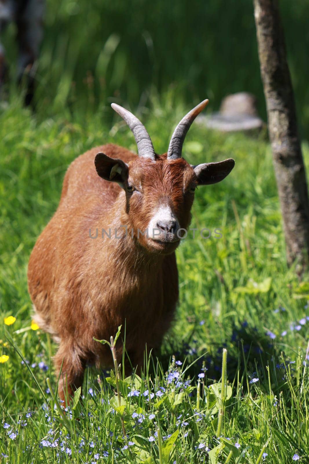 Domestic goat