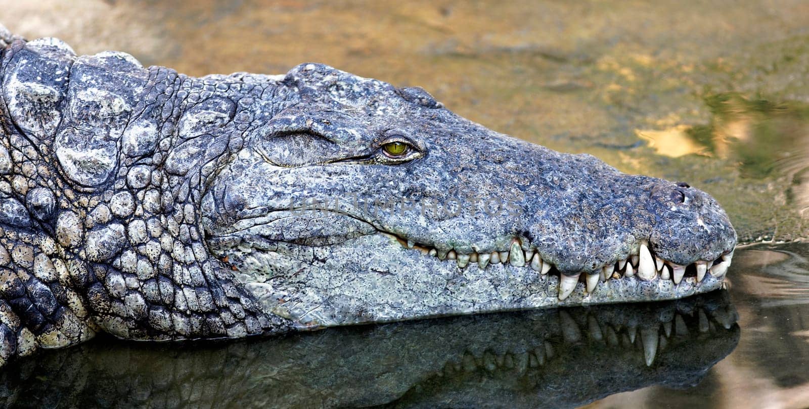 Crocodile with head above water hunting for food