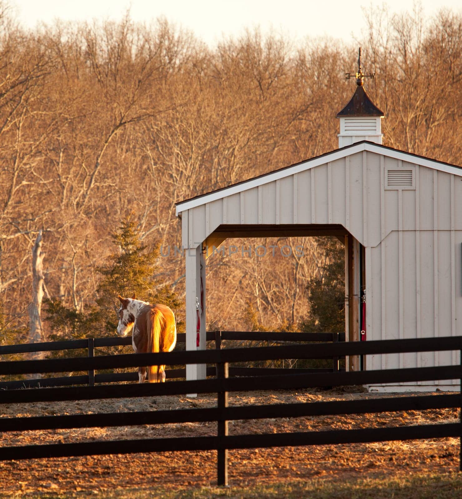 Sun setting on brown horse by stable in its fenced paddock