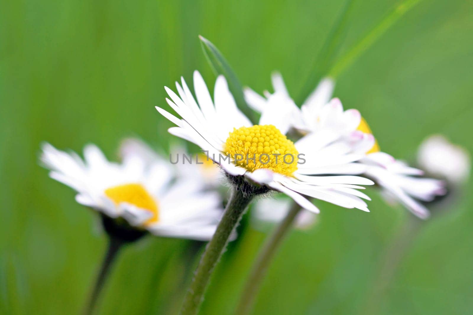 In the realm of daisies