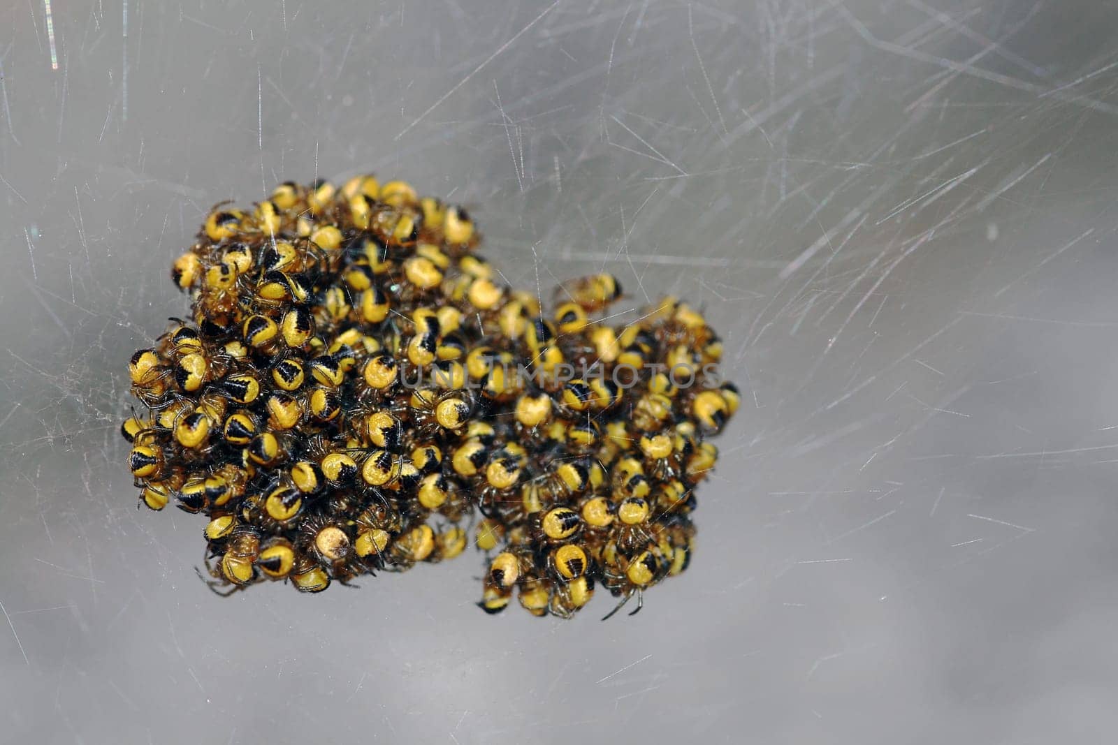 In the beginning,the small spiders can only survive together