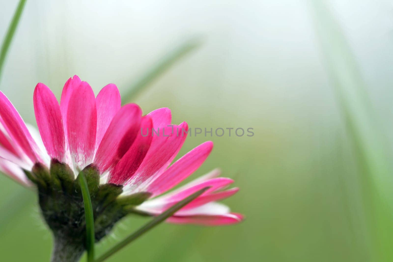 The pink daisy