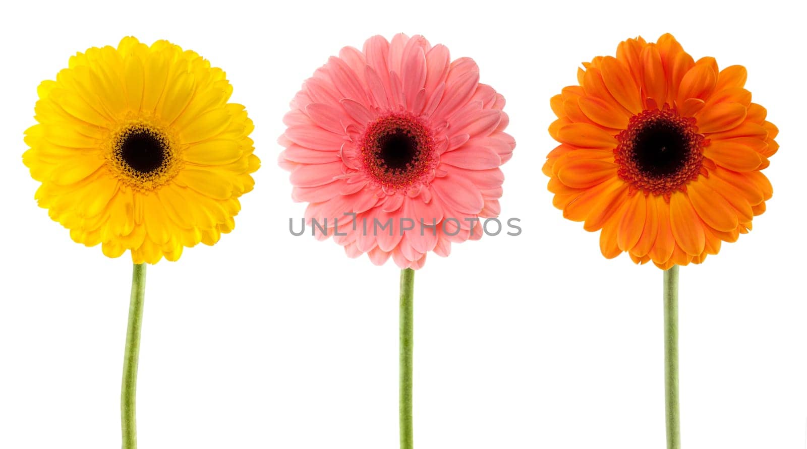 Collection Gerbera Daisy,flowers isolated against white background
