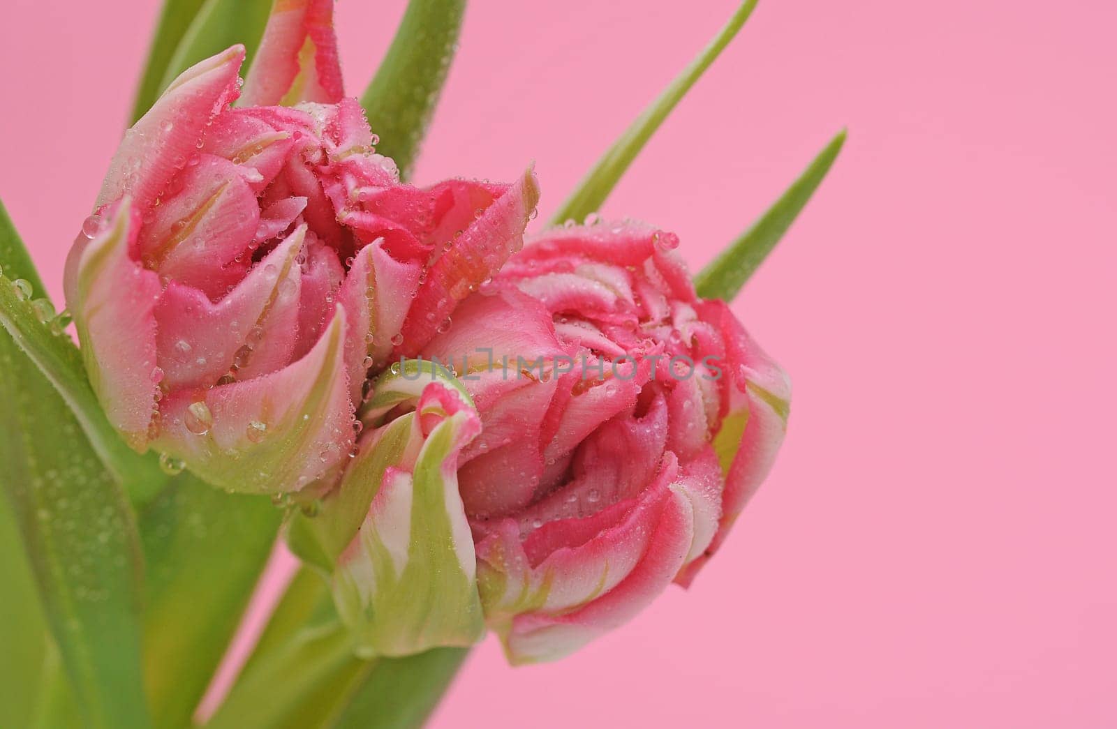 two pink tulips