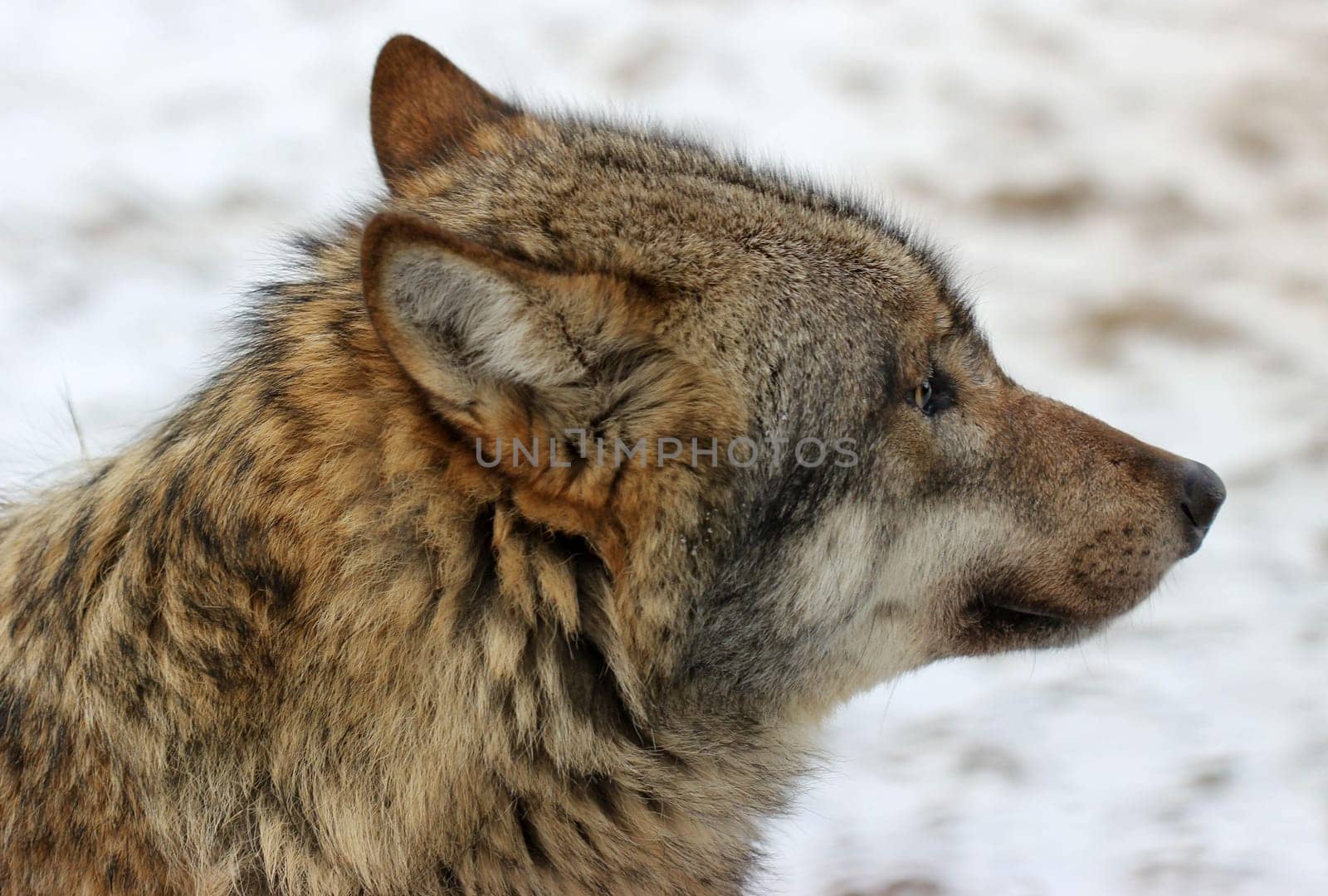 Wolf at Sababurg Zoo