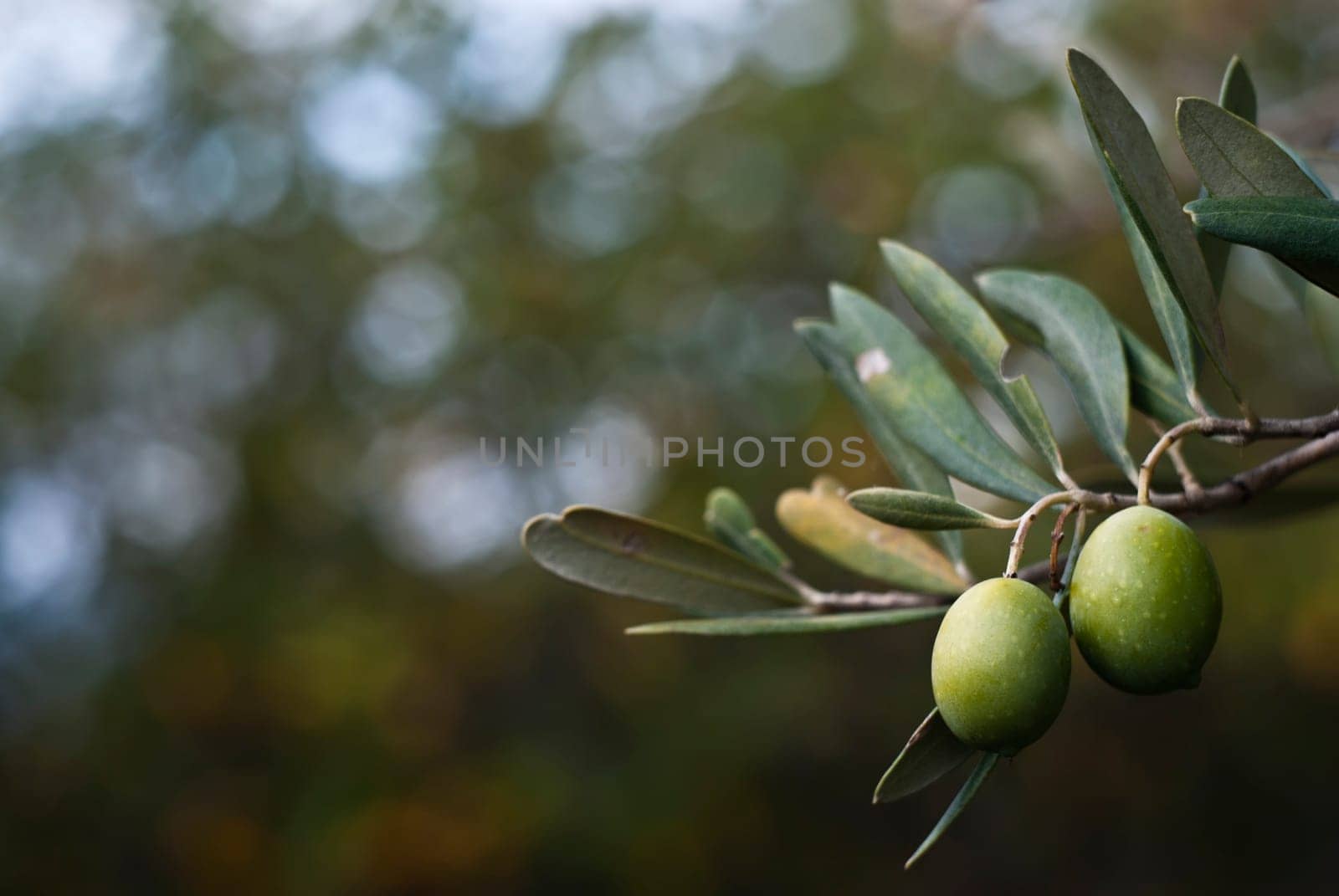 green olives on the tree