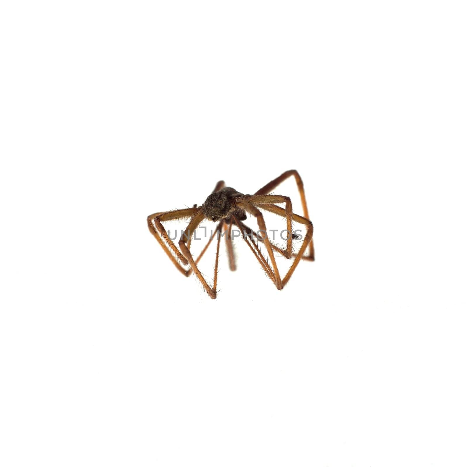 Spider isolated on white background