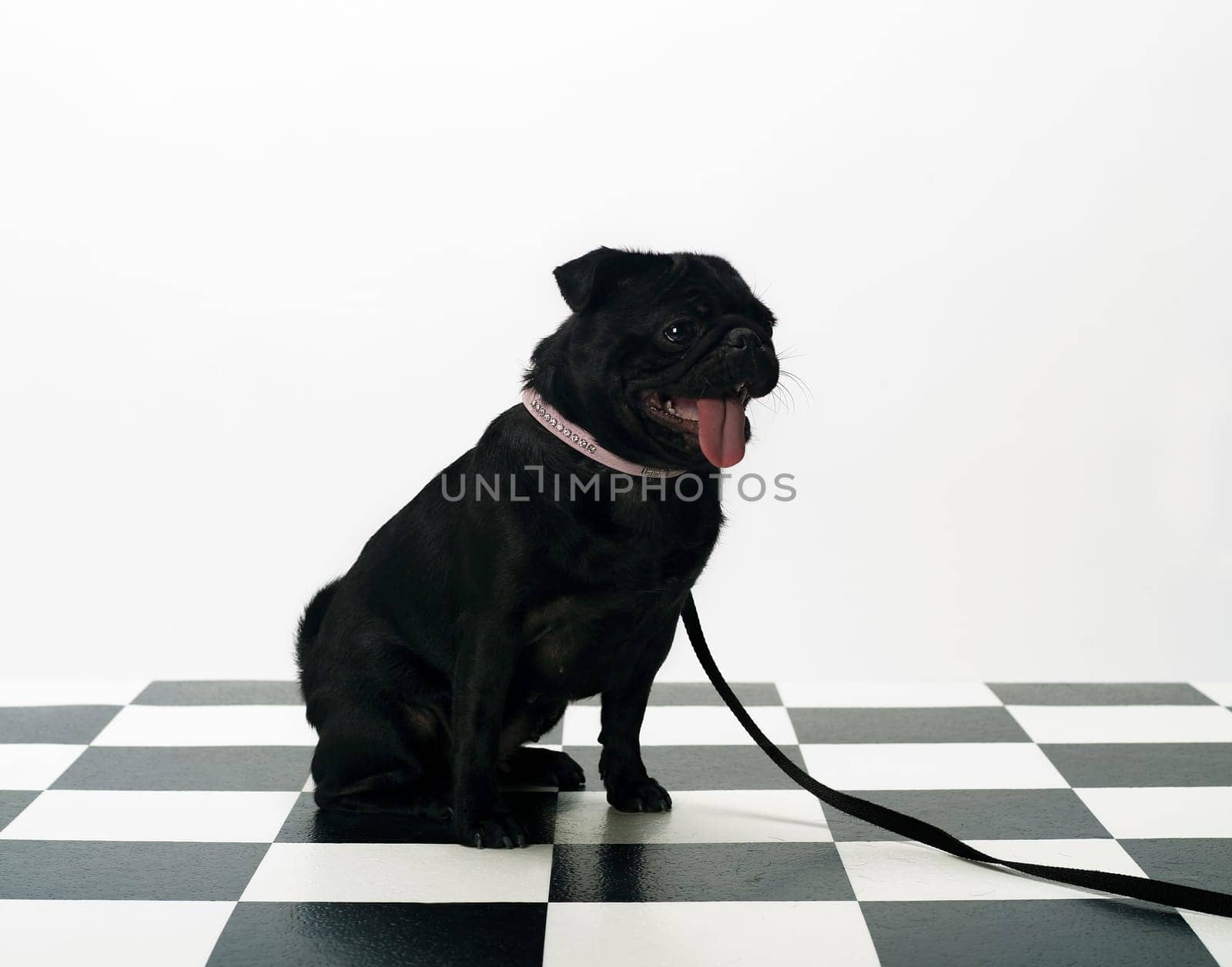 Portrait of a French Bulldog