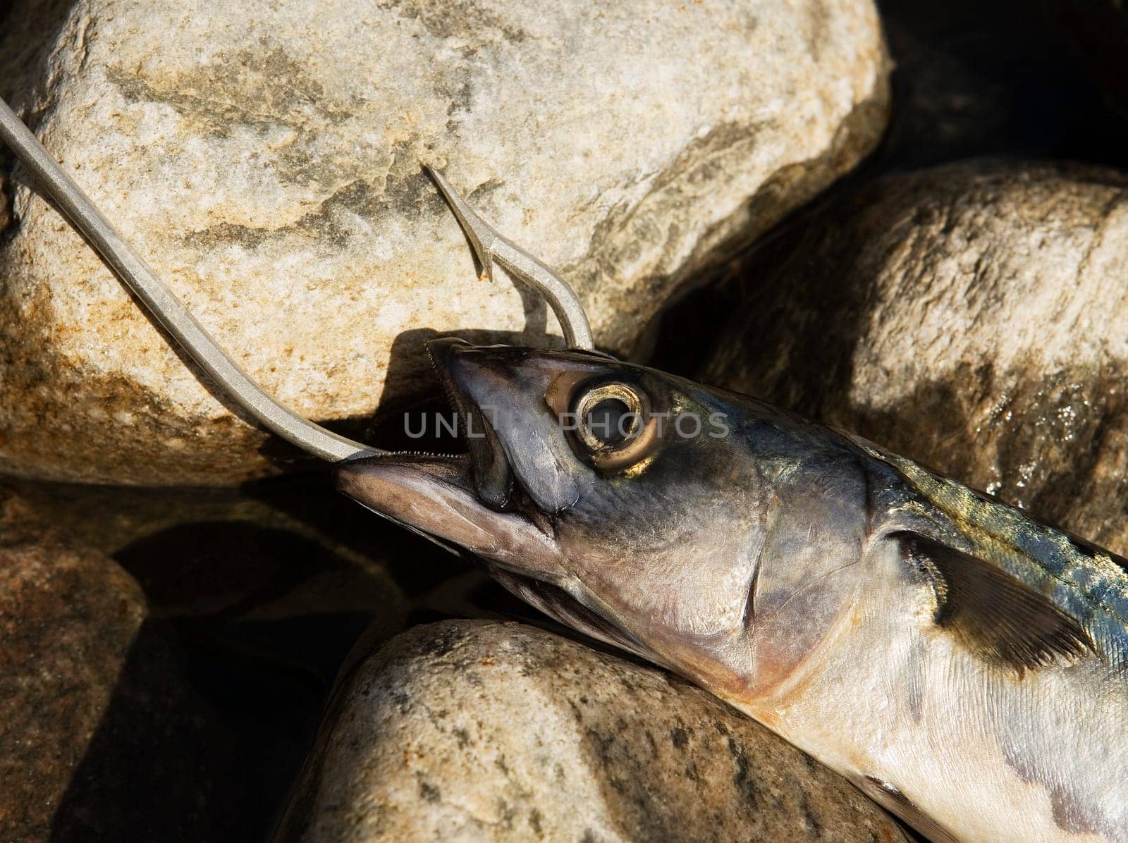 Hooked Fish on stone background