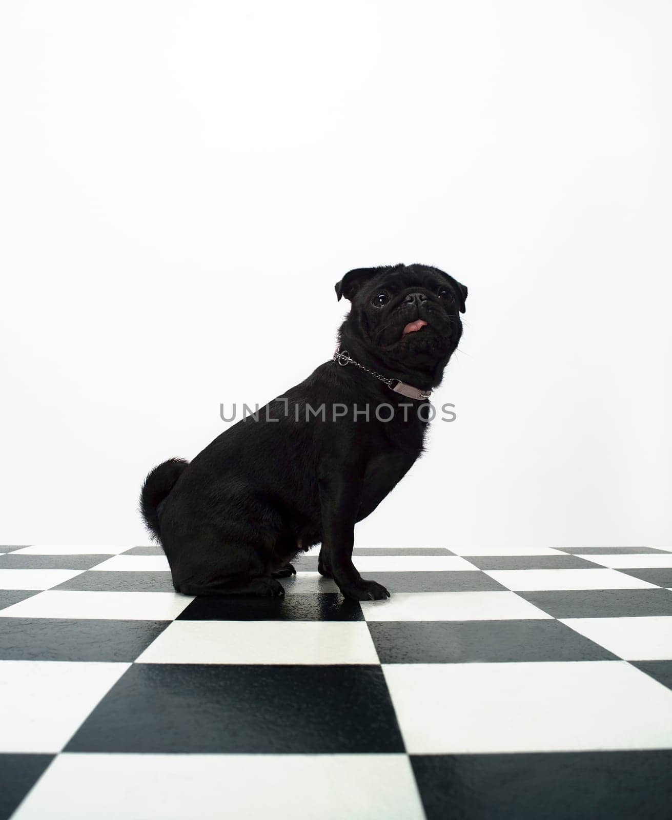 Portrait of a French Bulldog