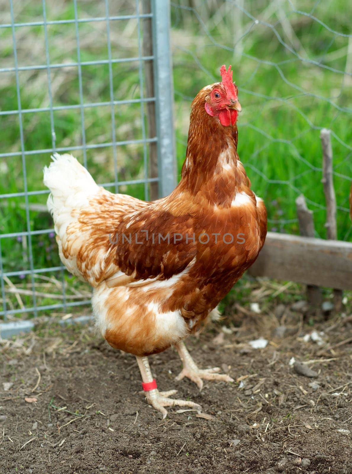 Single Poultry with selective Focus