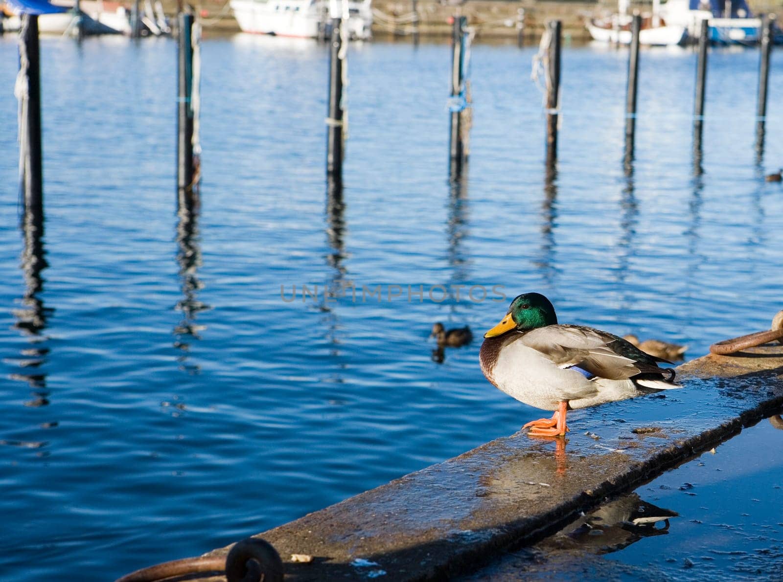 Single Duck in habour