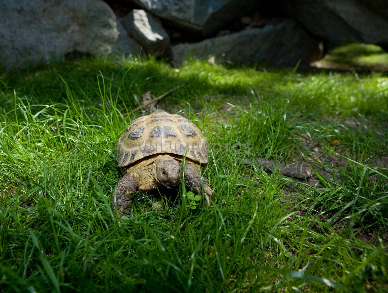 Slow Turtle in the grass
