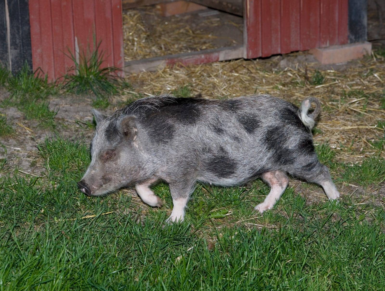 Wild Boar from a sideview