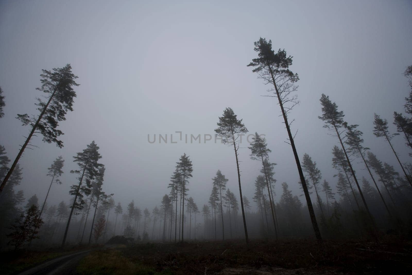Landscape with fog at dawn
