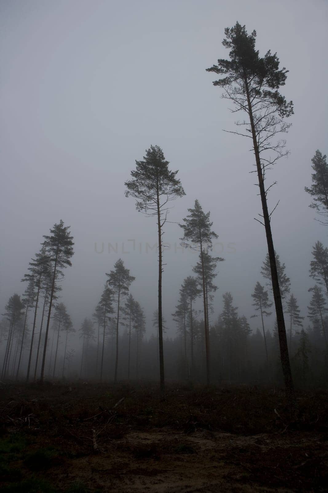 Landscape with fog at dawn