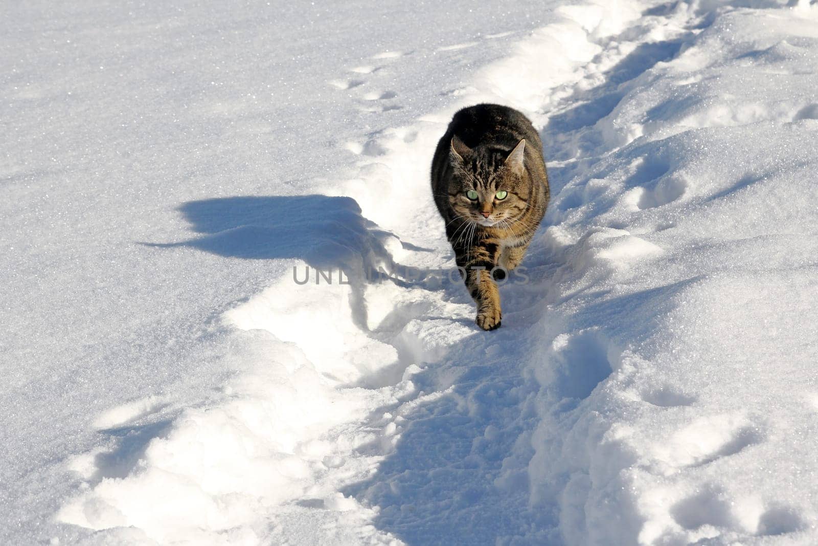 In the sunshine through the snow