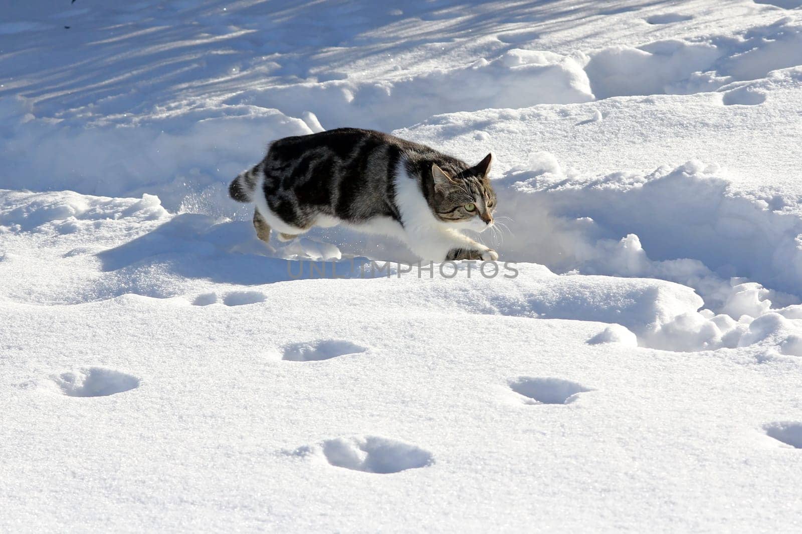 Hunting in the snow