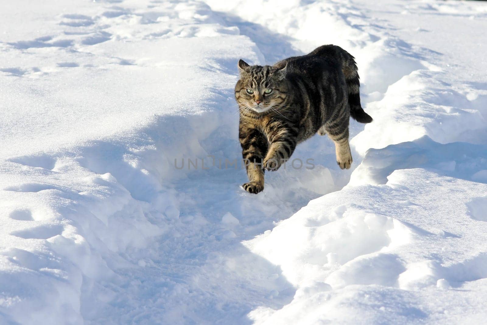 The fast chase through the snow