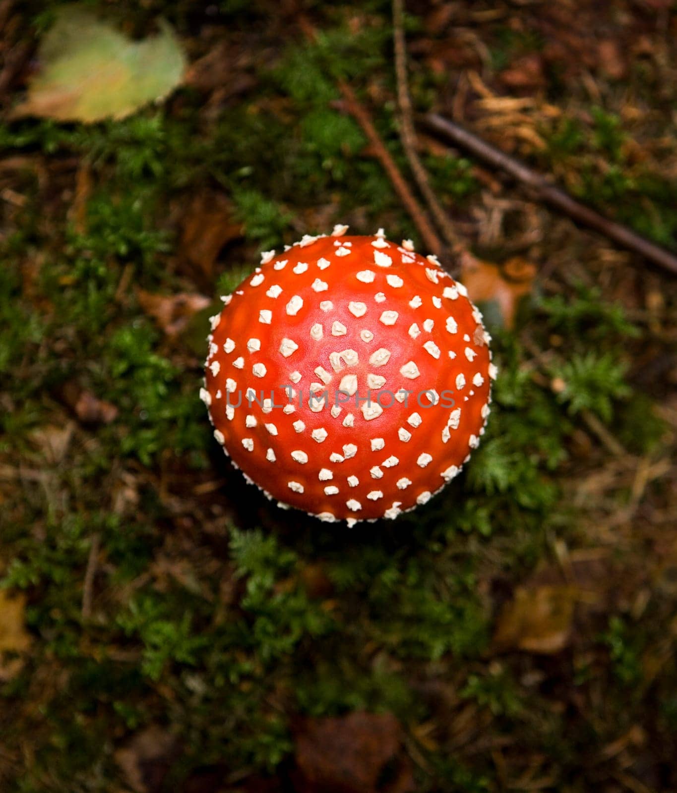 Fly Agaric from high angle view