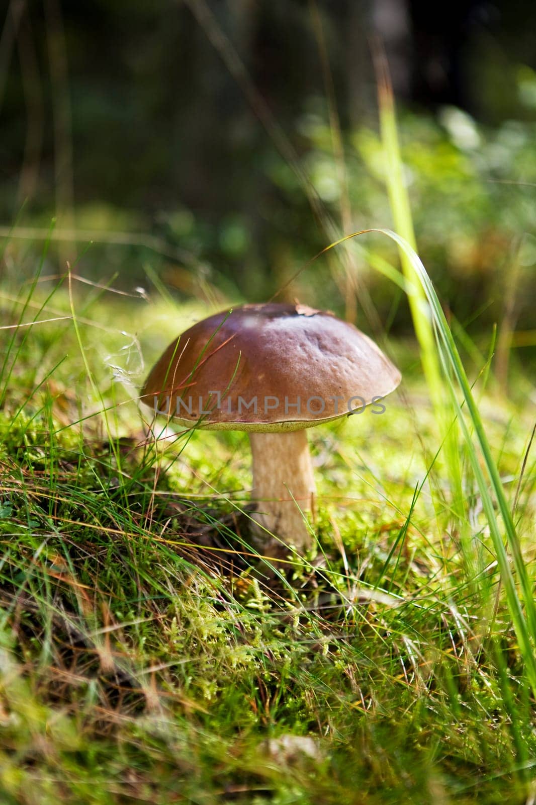 Mushroom Foray in the forest