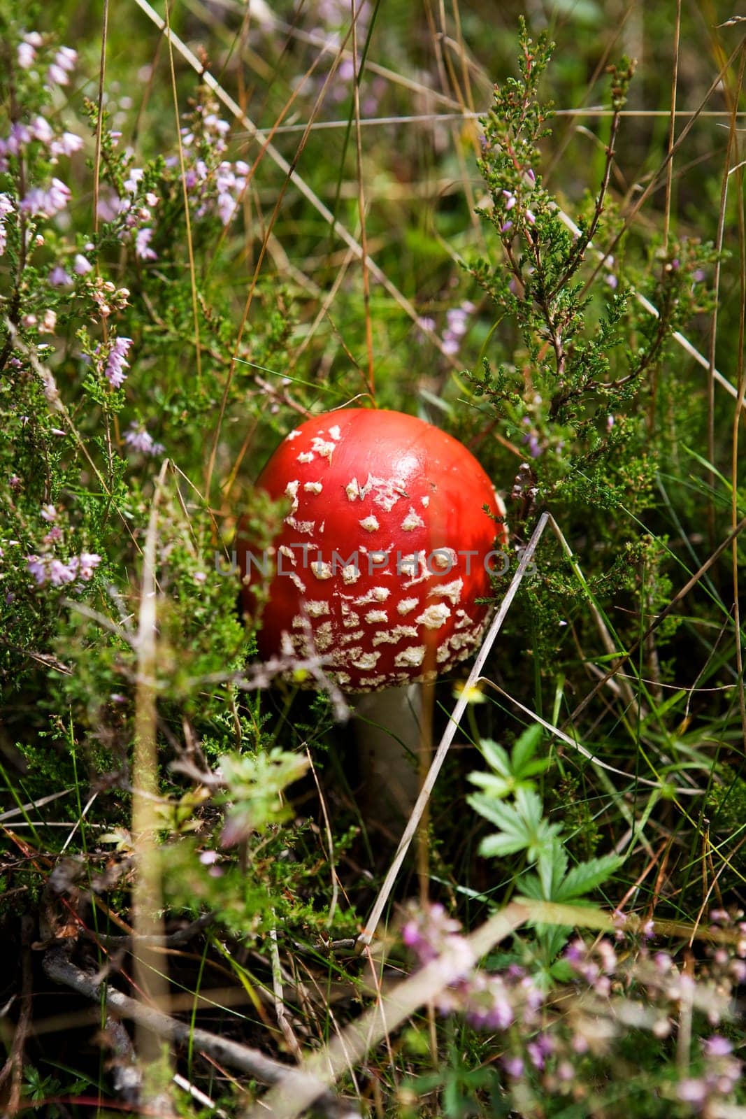 Fly Agaric in the forest with selective focus