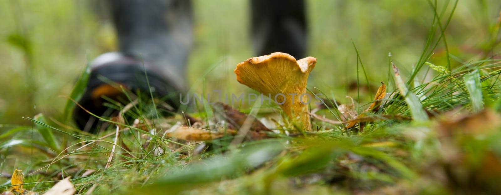 One chanterelle in the forest