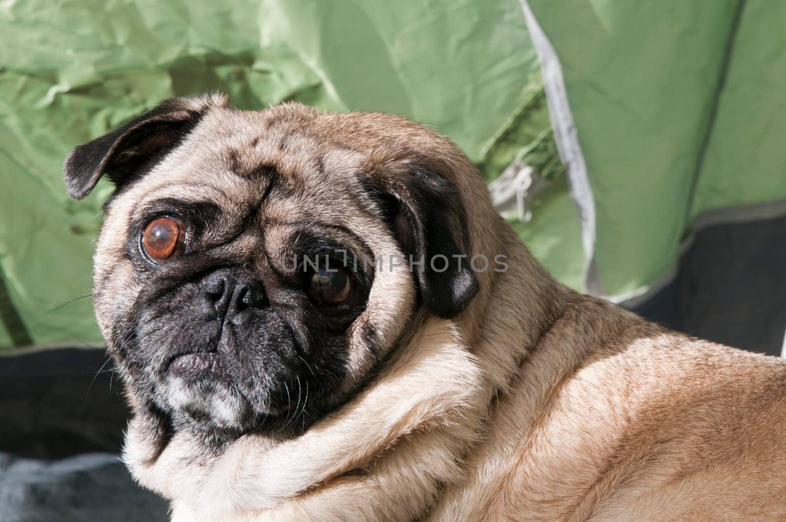 Pug in Tent, Camping Out.