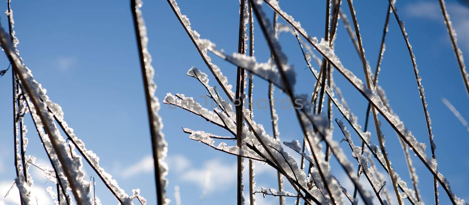 Branches with snow in the winter