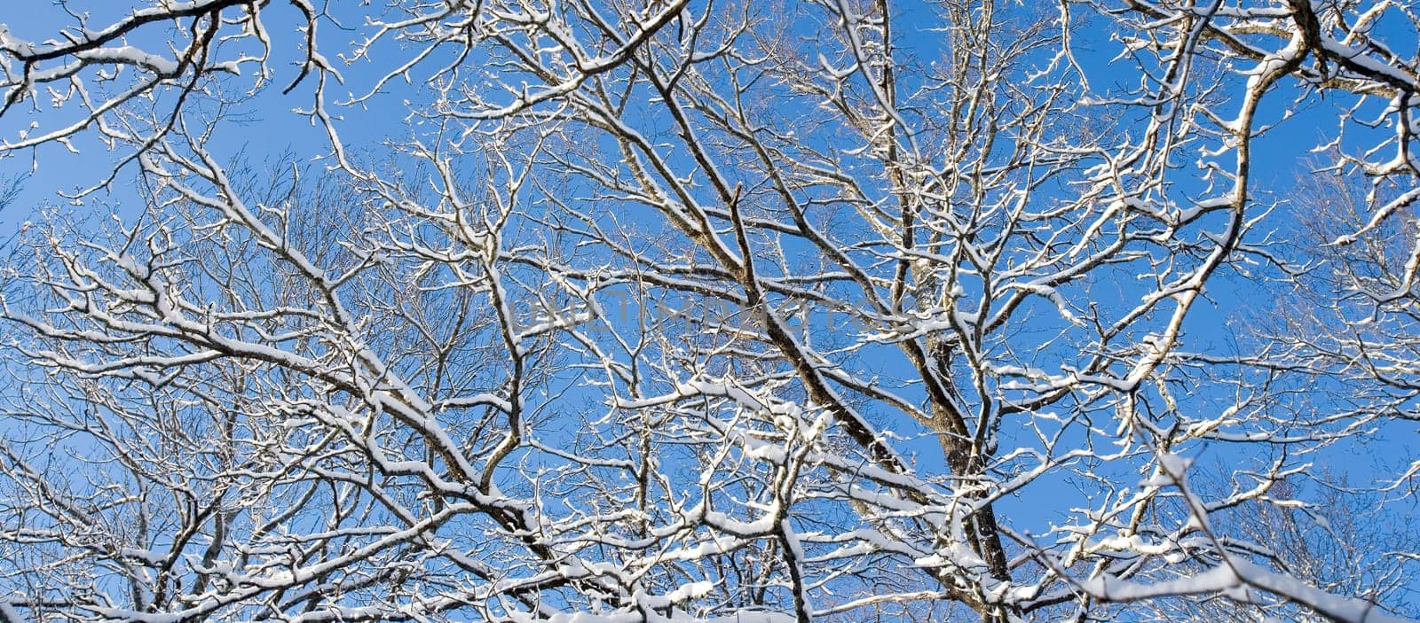 Branches with snow in the winter