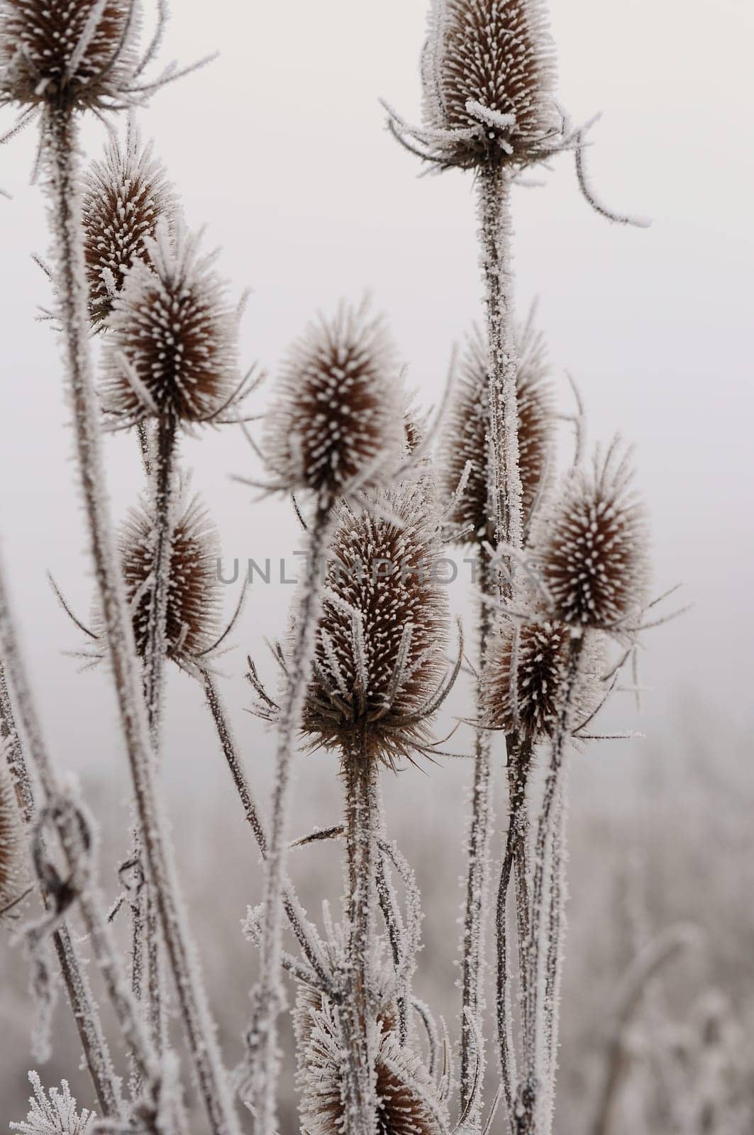 Wild teasel