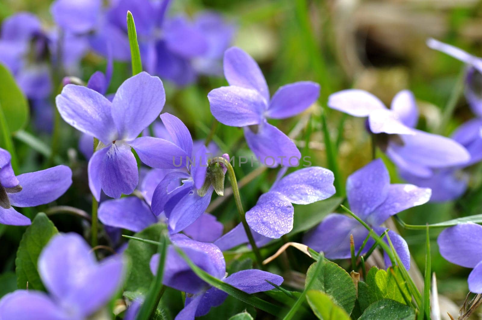 Wild Violets