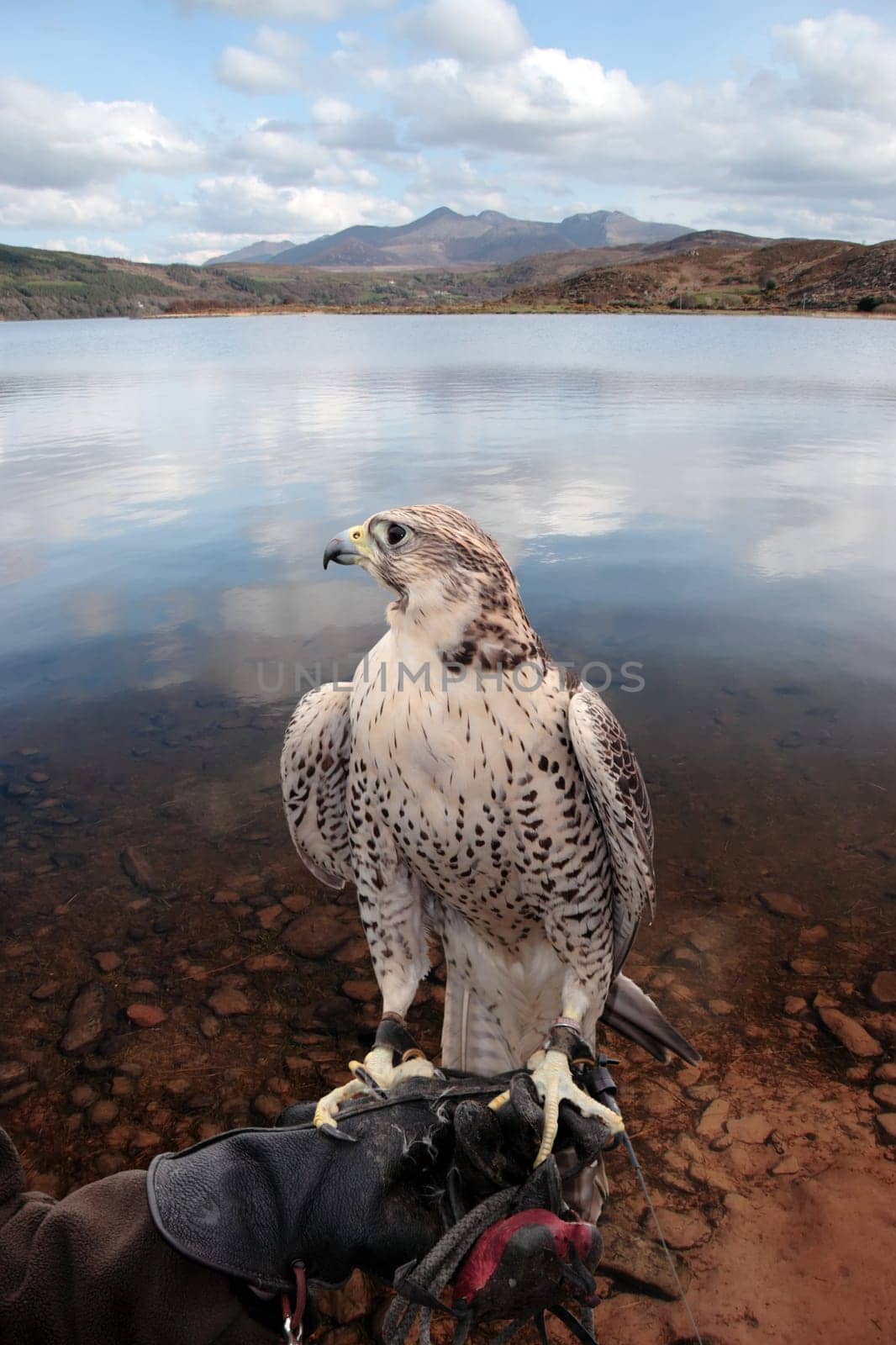 a falcon perched on its trainers hand in a beautiful nature scene with a clipping path