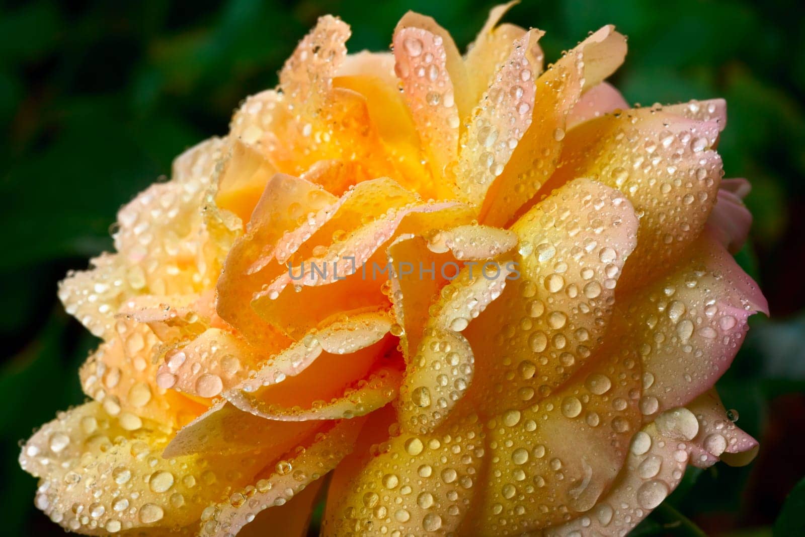 Yellow rose bud, close up, shallow DOF