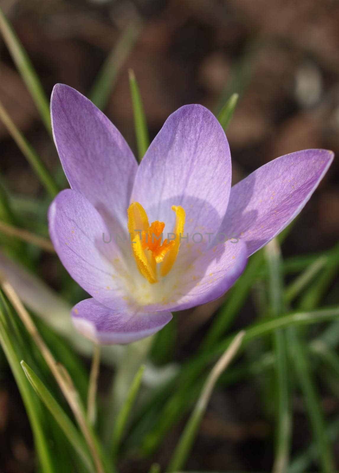 Crocus