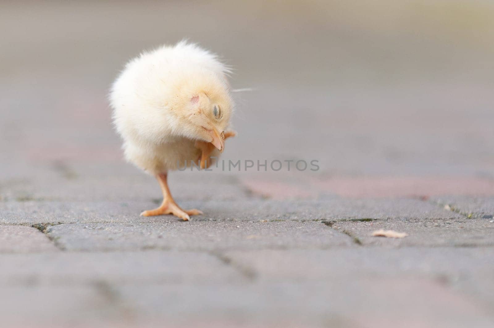 Easter chick in the garden with daisies