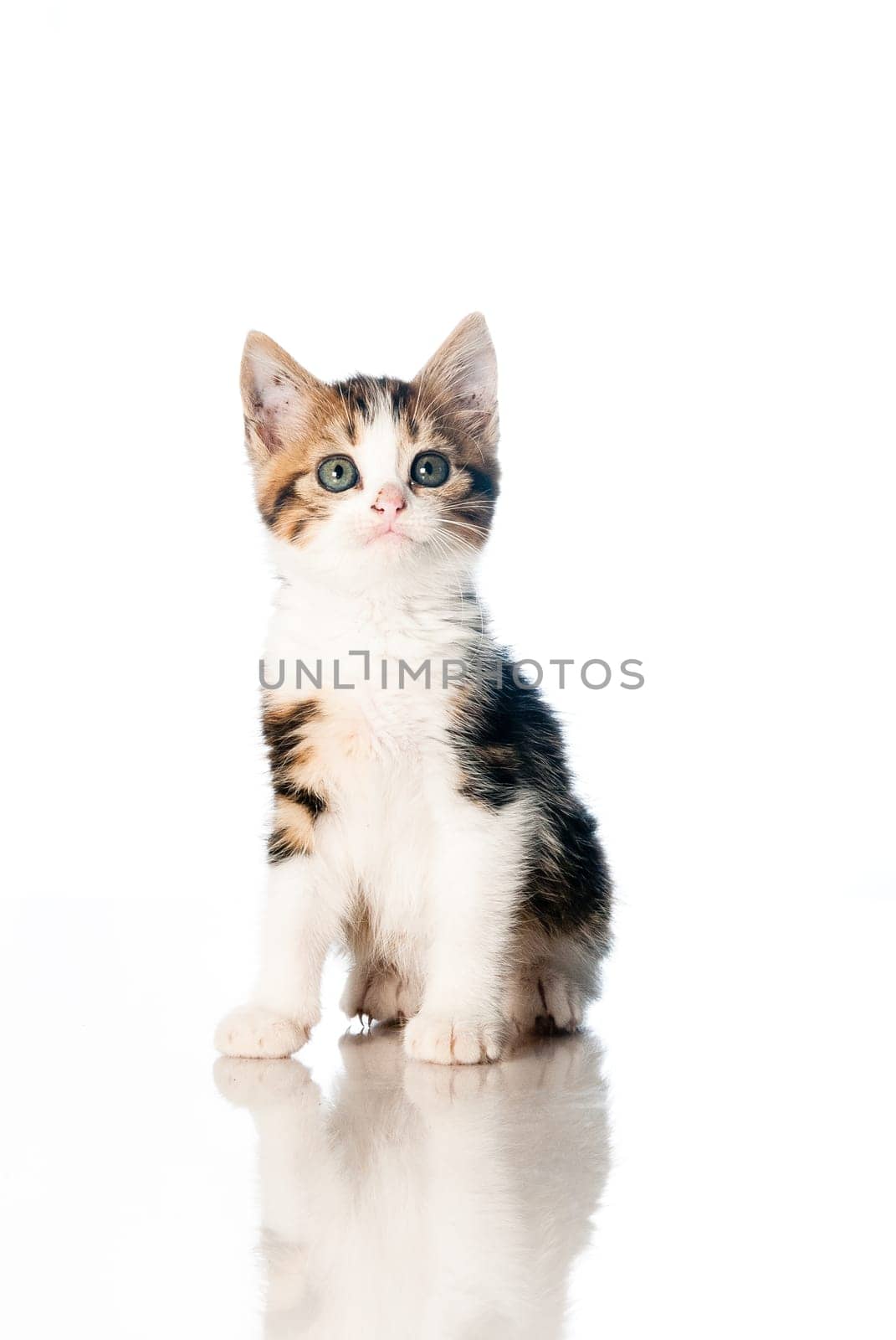 Small kitten age 1, isolated on white backdrop
