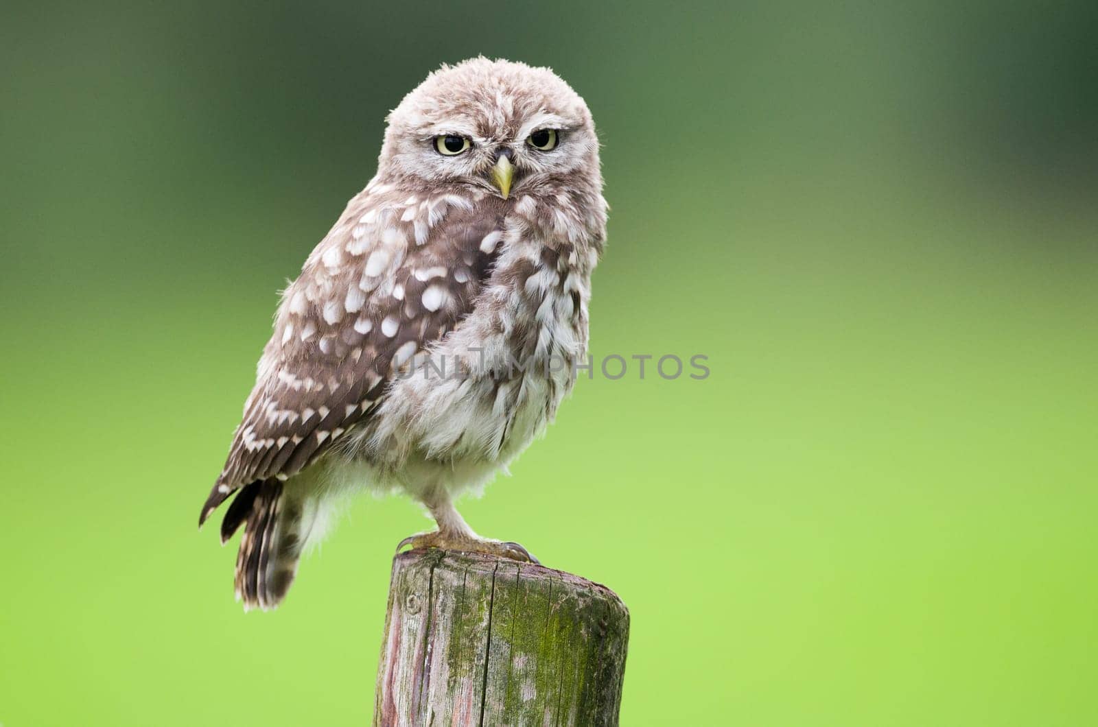 Little owl young perching on a wooden stump