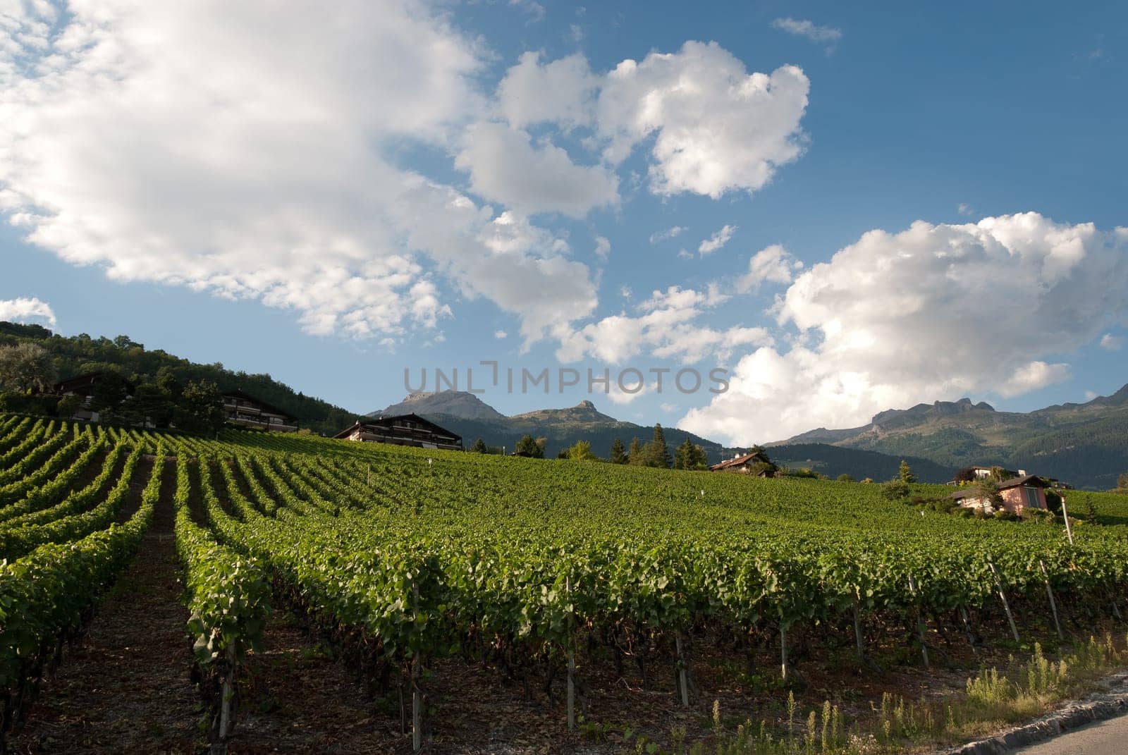 vineyards on the mountains of southern Switzerland