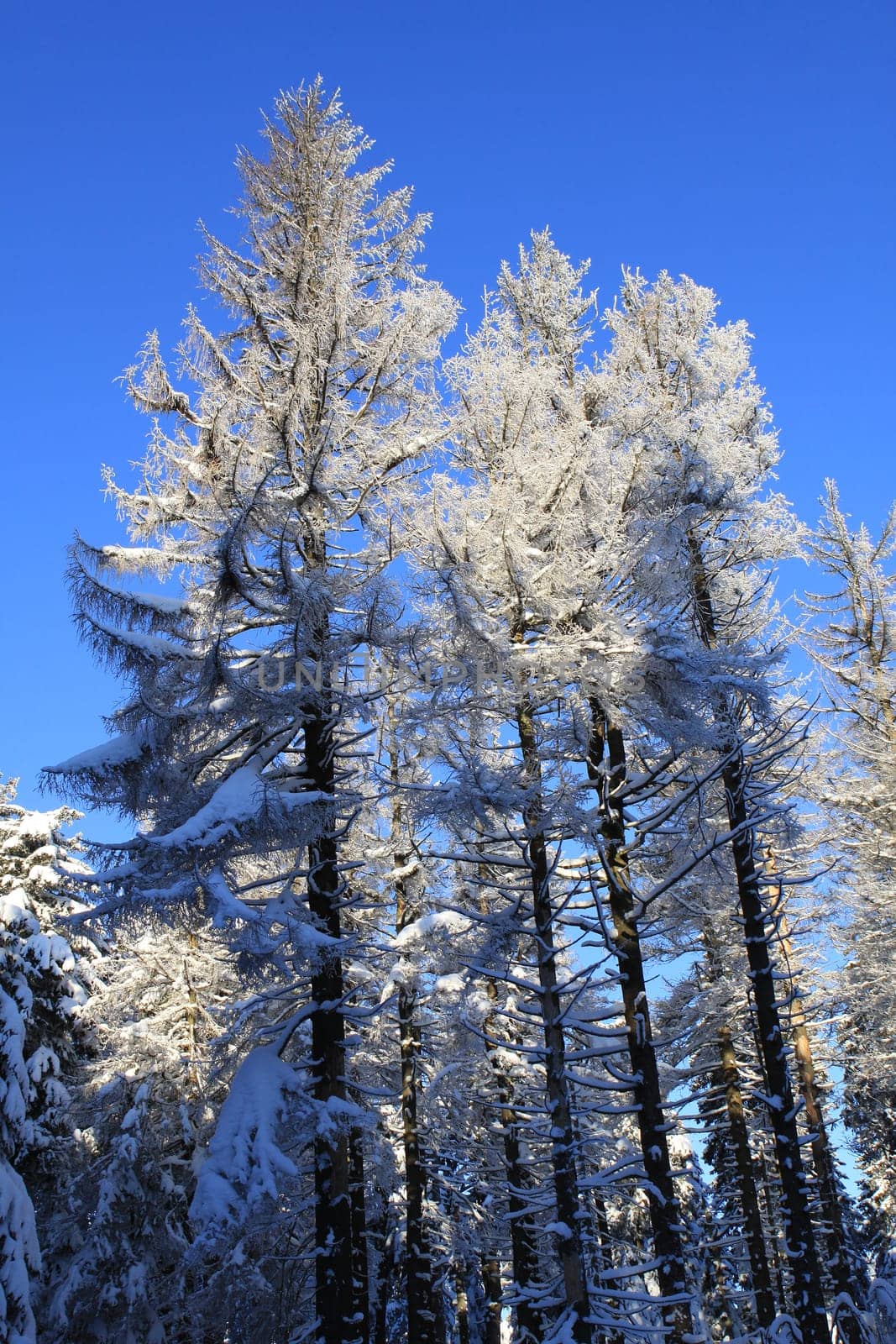 At sunrise on the Brocken