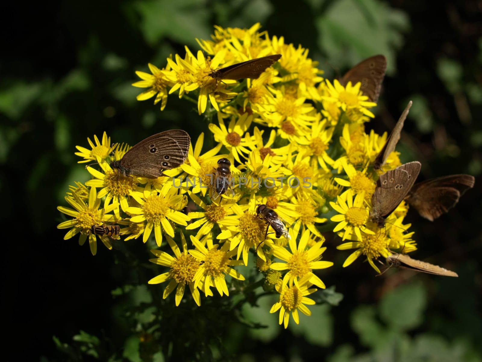 St. John's wort