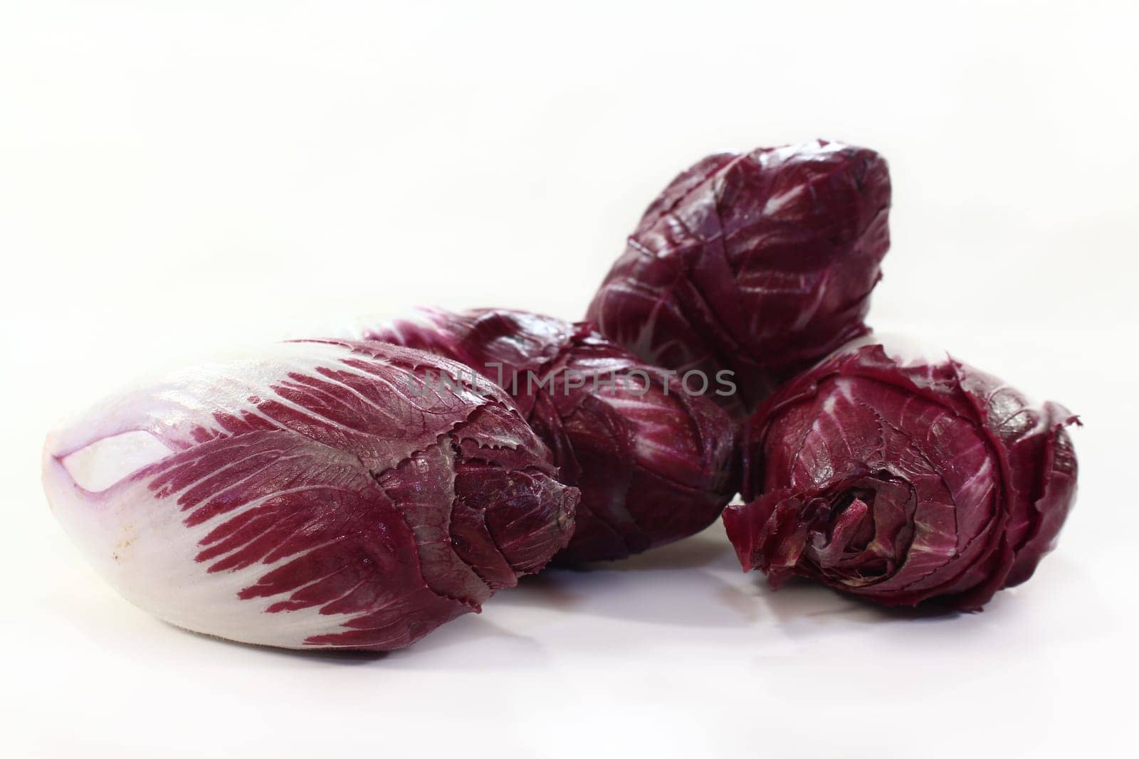 four red chicory against white background