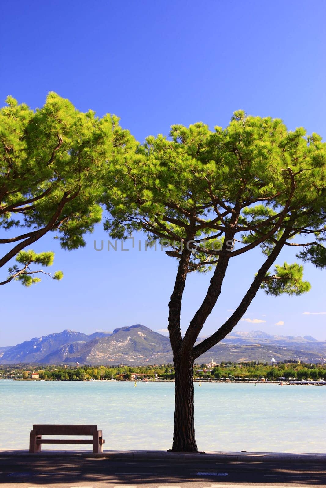idyllic seating area under pine trees on the shores of Lake Garda in Peschiera,Italy
